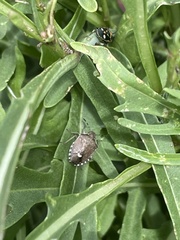 Holcostethus sphacelatus