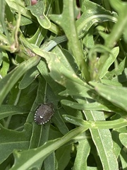 Holcostethus sphacelatus