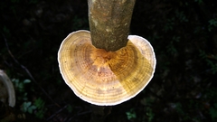 Hexagonia