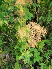 Valeriana officinalis