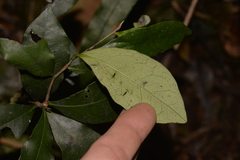 Diospyros pentamera