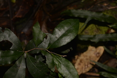 Diospyros pentamera