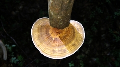 Hexagonia