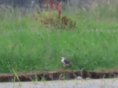 Amaurornis phoenicurus