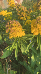 Solidago sempervirens