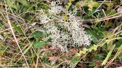Cladonia rangiformis
