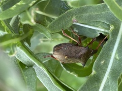 Picromerus bidens