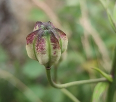 Lilium martagon