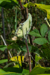 Asclepias syriaca