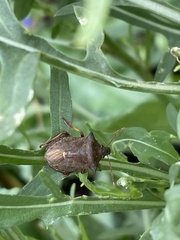 Picromerus bidens