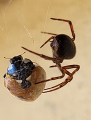 Steatoda bipunctata