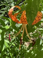 Lilium