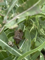 Picromerus bidens