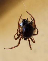 Steatoda bipunctata