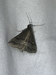 Tetanolita mynesalis