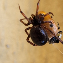 Steatoda bipunctata