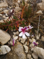 Pelargonium betulinum