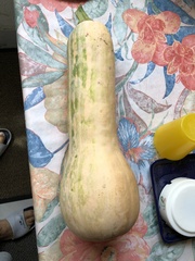 Cucurbita pepo