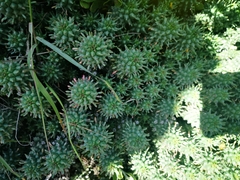 Euphorbia caput-medusae