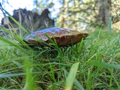 Boletus edulis