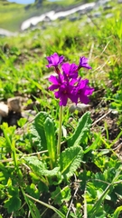 Primula amoena
