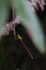 Ceriagrion auranticum