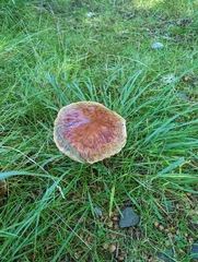 Boletus edulis