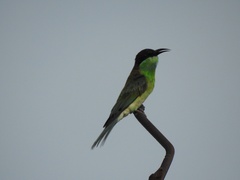 Merops viridis