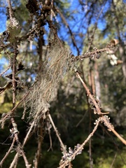 Usnea dasopoga