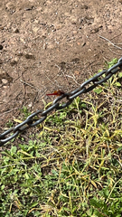 Crocothemis erythraea