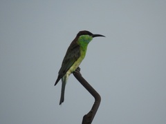 Merops viridis