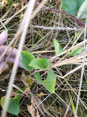 Calystegia atriplicifolia