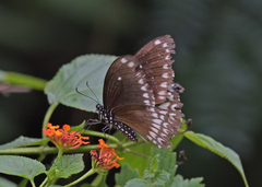 Papilio dravidarum
