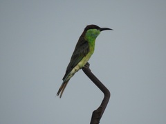 Merops viridis