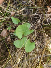 Calystegia atriplicifolia