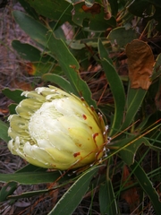 Protea obtusifolia