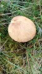 Suillus variegatus