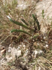 Echium italicum