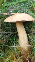 Suillus variegatus