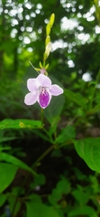 Asystasia dalzelliana