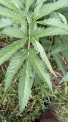 Cannabis sativa