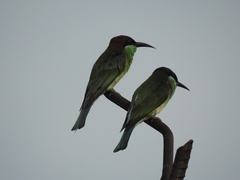 Merops viridis
