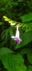 Asystasia dalzelliana
