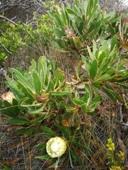 Protea obtusifolia