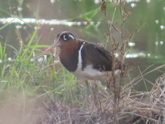 Rostratula benghalensis