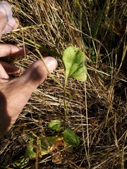 Calystegia atriplicifolia