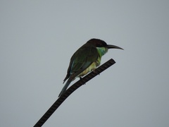 Merops viridis