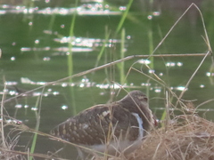 Rostratula benghalensis