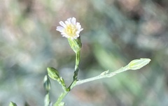 Erigeron acris
