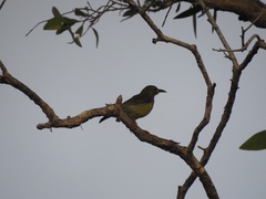 Anthreptes malacensis